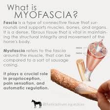 What Is Myofascia